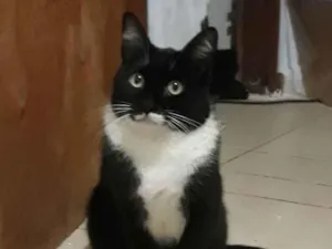 Gato raça Sem raça definida idade 2 anos nome Joãozinho 