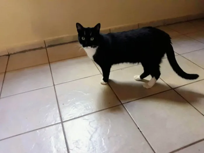 Gato ra a Sem raça definida idade 2 anos nome Joãozinho 