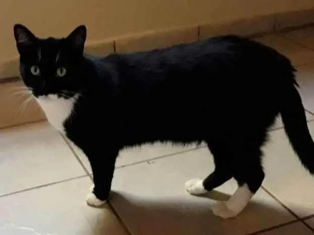 Gato ra a Sem raça definida idade 2 anos nome Joãozinho 