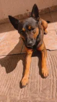 Scooby