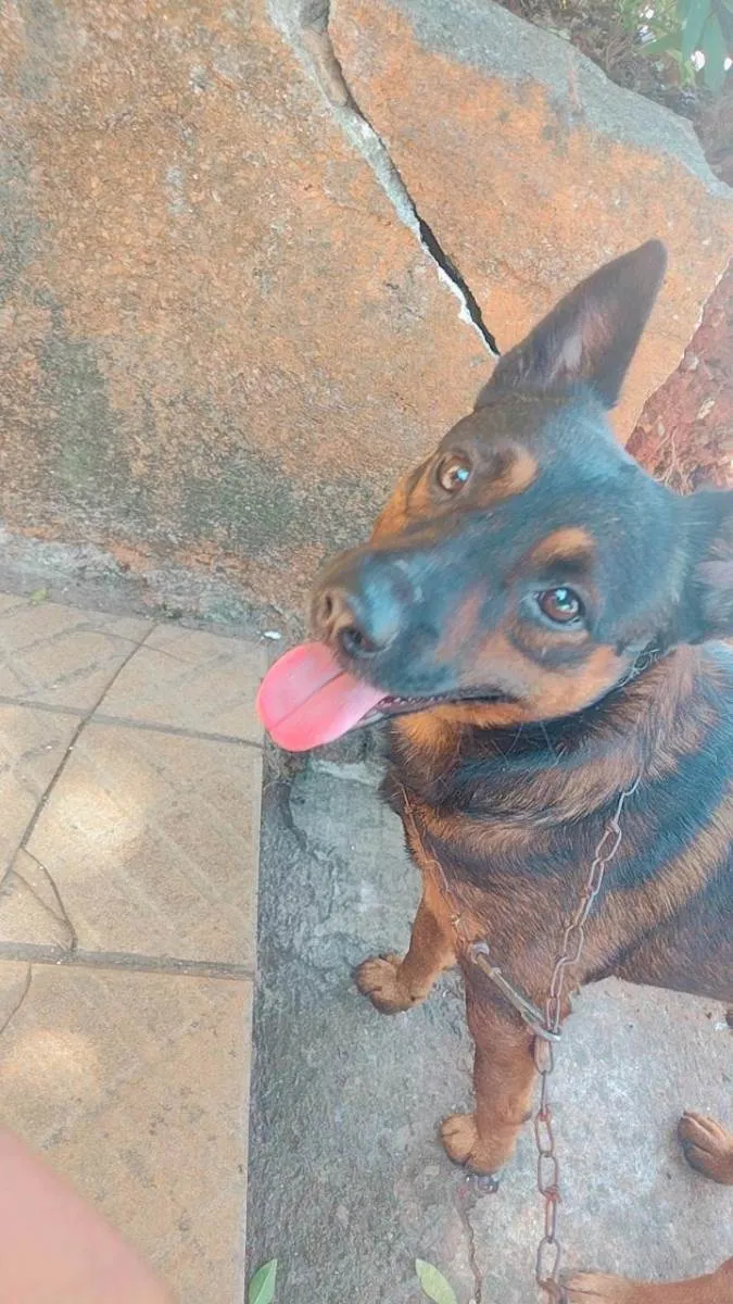 Cachorro ra a Misturado idade 3 anos nome Scooby 