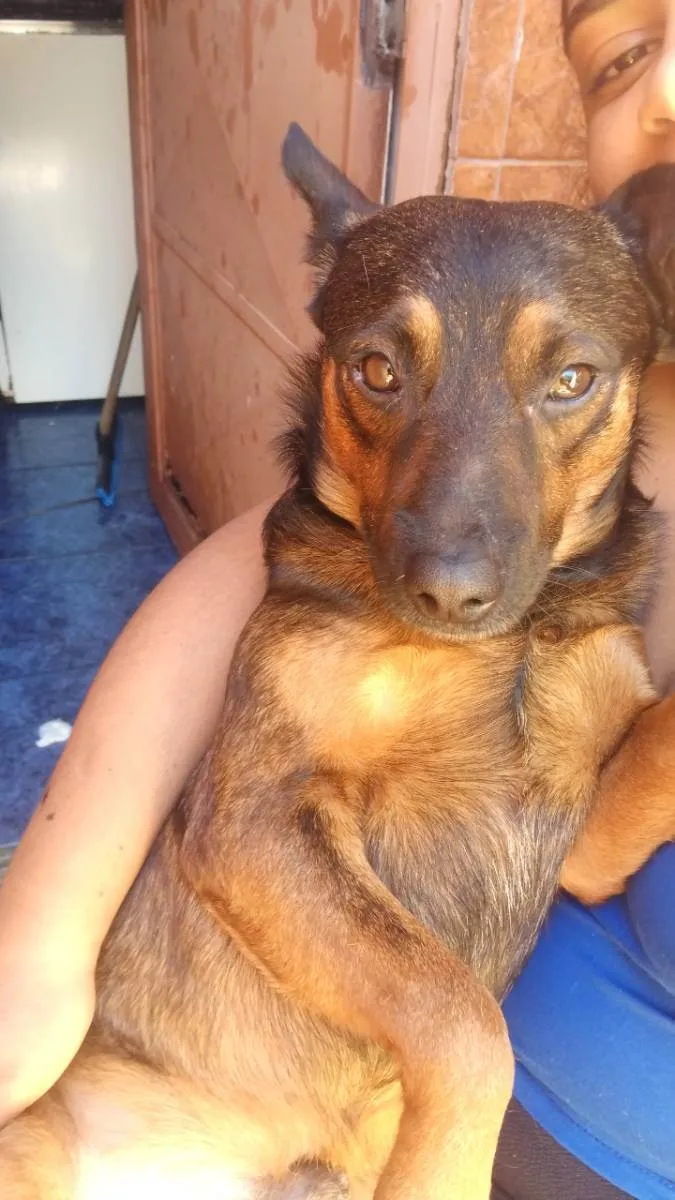 Cachorro ra a Misturado idade 3 anos nome Scooby 