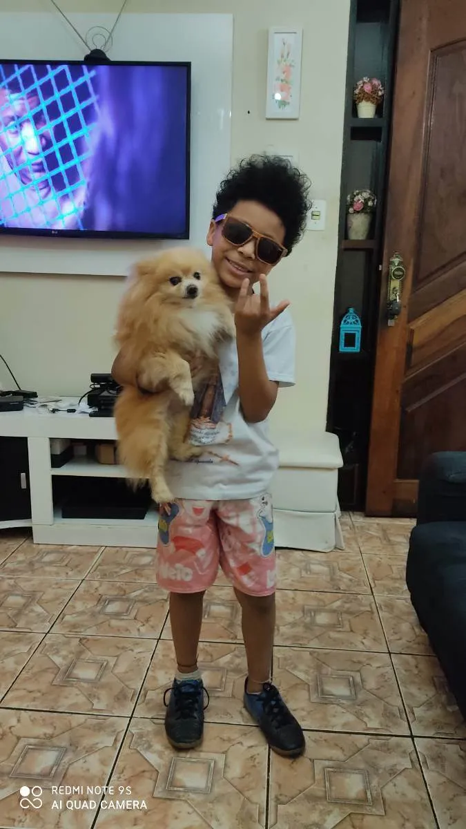 Cachorro ra a Spti alemã idade 6 ou mais anos nome Frederico