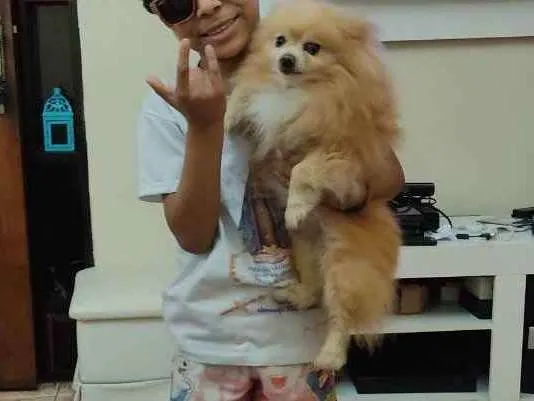 Cachorro ra a Spti alemã idade 6 ou mais anos nome Frederico