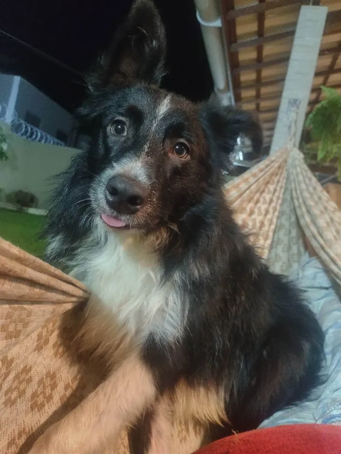 Cachorro raça Border Collie  idade 1 ano nome Spike