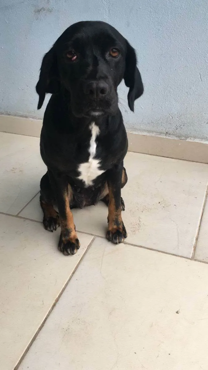 Cachorro raça Srd idade 1 ano nome Mel