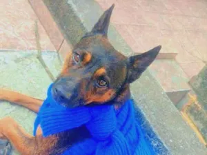 Cachorro raça Misturado idade 3 anos nome Scooby 