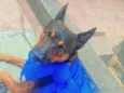 Scooby