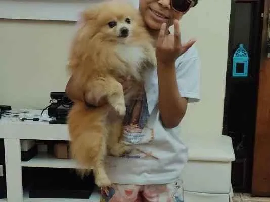 Cachorro ra a Spti alemã idade 6 ou mais anos nome Frederico