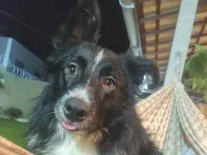 Cachorro raça Border Collie  idade 1 ano nome Spike