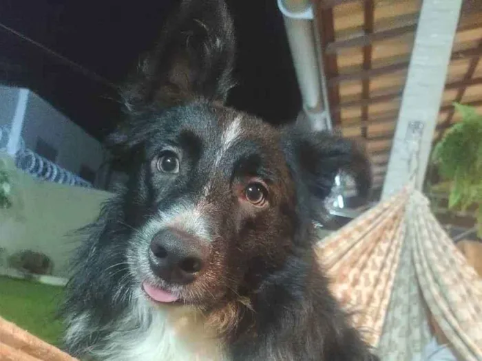 Cachorro raça Border Collie  idade 1 ano nome Spike