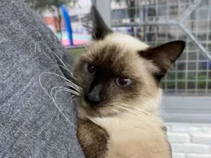 Gato raça Srd idade 2 a 6 meses nome Penélope