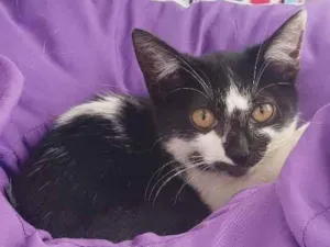 Gato raça Srd idade 2 a 6 meses nome Valentim 