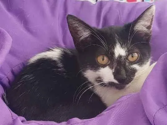 Gato raça Srd idade 2 a 6 meses nome Valentim 