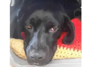 Cachorro raça Srd idade 1 ano nome Mel