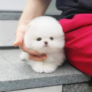 Cachorro raça pomerano idade Abaixo de 2 meses nome Izzy