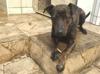 Cachorro raça SR idade  nome Layca