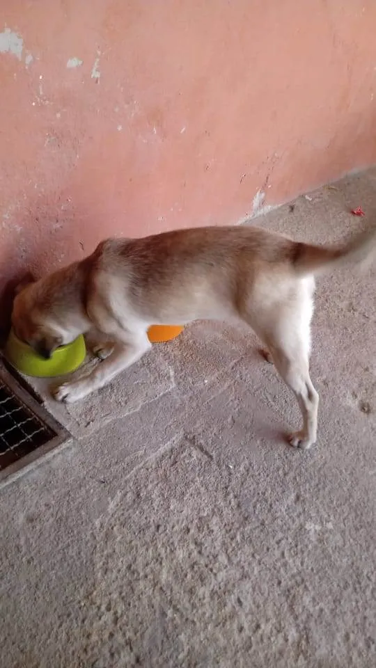Cachorro raça Pug com raça desconhecida  idade 1 ano nome Belinha