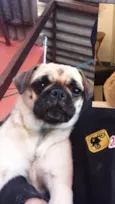 Belinha