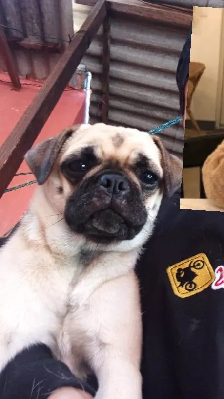 Cachorro raça Pug com raça desconhecida  idade 1 ano nome Belinha
