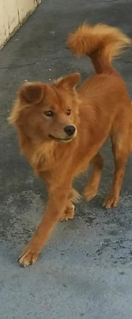 Cachorro raça Indefinida idade 4 anos nome Bella