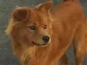 Cachorro raça Indefinida idade 4 anos nome Bella
