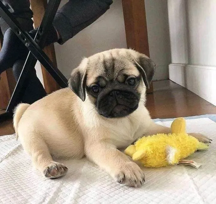 Cachorro ra a Pug idade Abaixo de 2 meses nome nani 