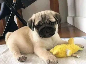 Cachorro raça Pug idade Abaixo de 2 meses nome nani 