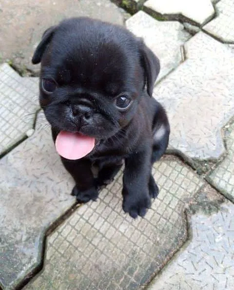 Cachorro ra a Pug idade Abaixo de 2 meses nome nani 