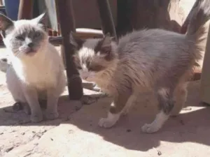 Gato raça SRD idade 2 a 6 meses nome Nani