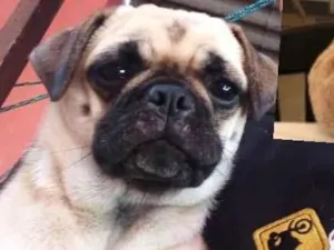 Cachorro raça Pug com raça desconhecida  idade 1 ano nome Belinha