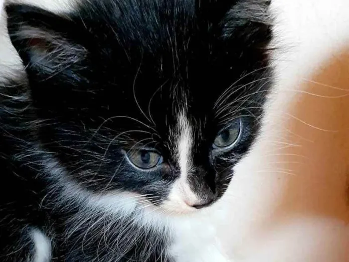 Gato ra a Vira lata idade 2 a 6 meses nome Kitty