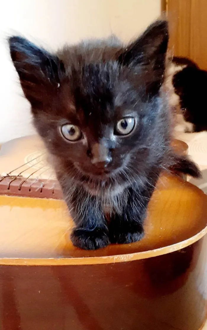 Gato ra a Sem idade Abaixo de 2 meses nome Aurora