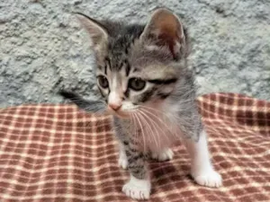Gato raça srd idade Abaixo de 2 meses nome Lipe