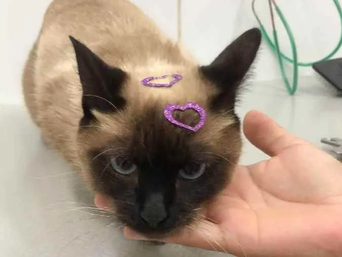 Gato raça srd idade 1 ano nome Nina