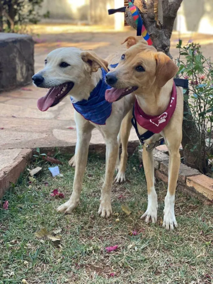 Cachorro ra a SRD idade 2 anos nome Pepi e Amora