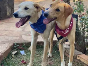 Cachorro raça SRD idade 2 anos nome Pepi e Amora