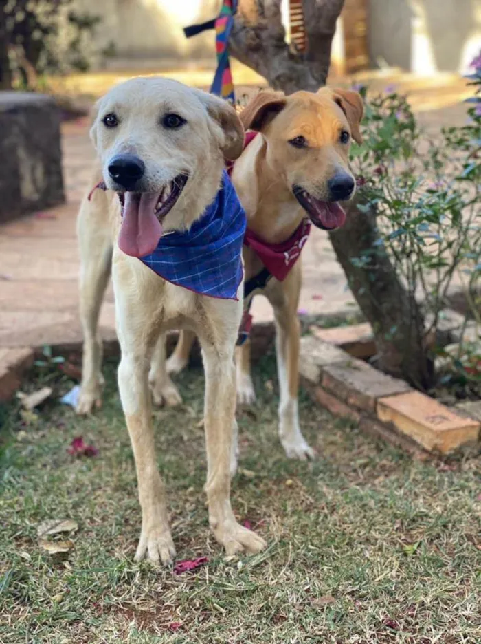 Cachorro ra a SRD idade 2 anos nome Pepi e Amora