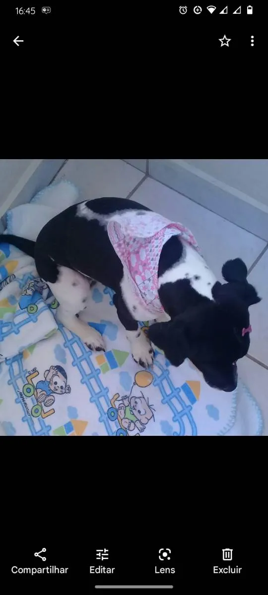 Cachorro ra a Vira lata idade 3 anos nome Dora