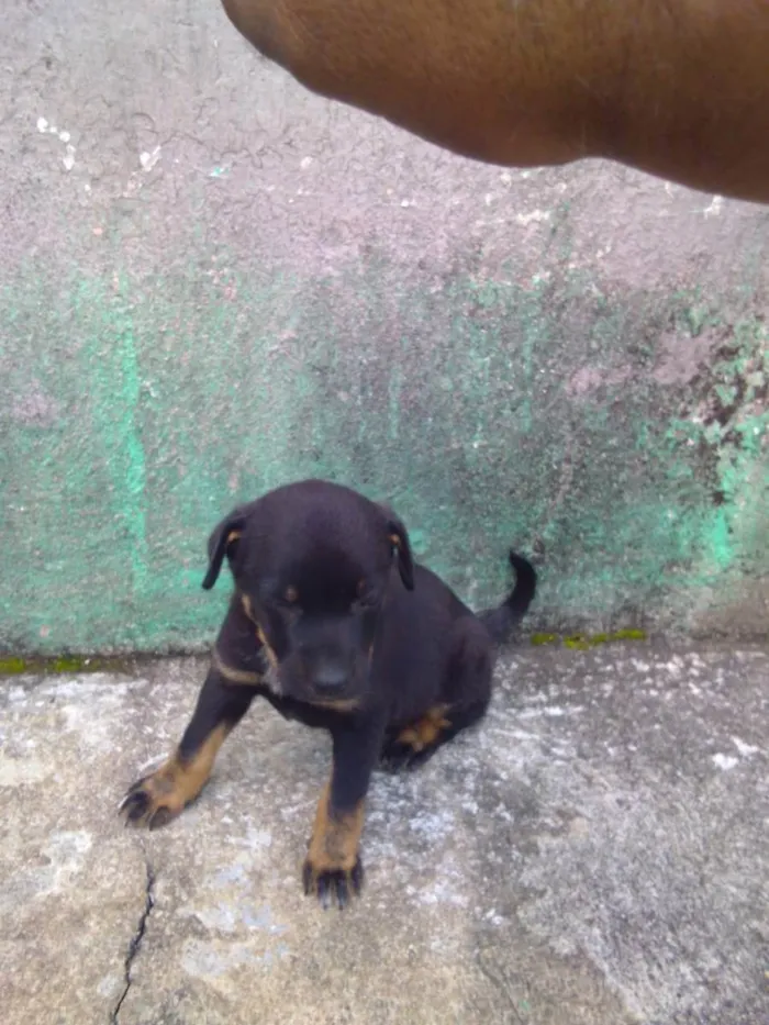 Cachorro ra a sem raça especifica idade 2 a 6 meses nome neblina