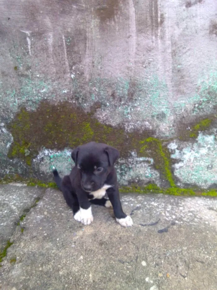 Cachorro ra a semraça especifica idade Abaixo de 2 meses nome marrrom