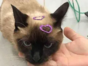 Gato raça srd idade 1 ano nome Nina