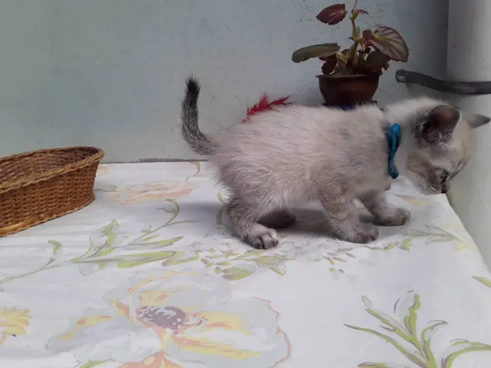 Gato ra a SRD idade Abaixo de 2 meses nome Sem Nome 