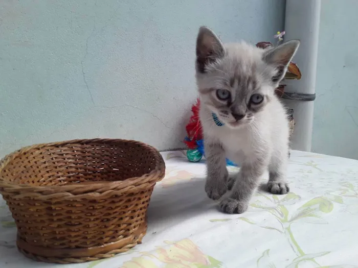 Gato ra a SRD idade Abaixo de 2 meses nome Sem Nome 