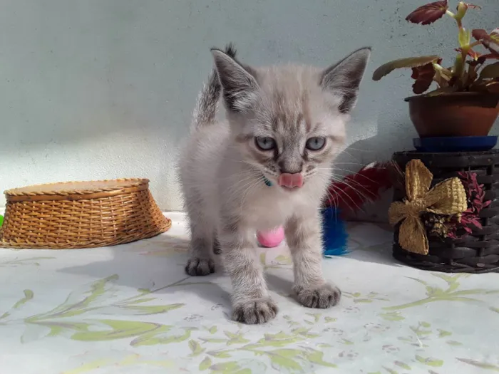 Gato ra a SRD idade Abaixo de 2 meses nome Sem Nome 