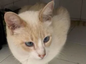 Gato raça Srd idade 1 ano nome Ninão