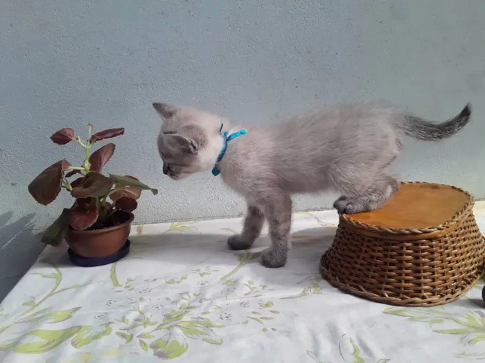 Gato ra a SRD idade Abaixo de 2 meses nome Sem Nome 