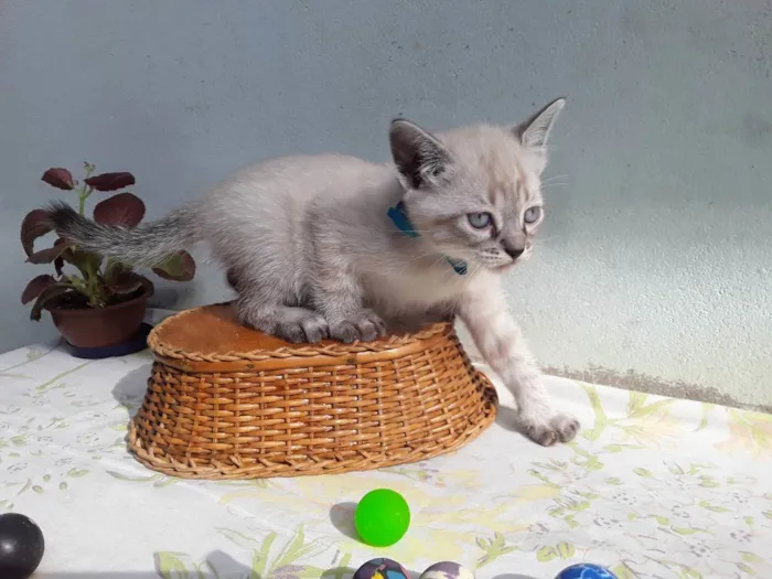 Gato ra a SRD idade Abaixo de 2 meses nome Sem Nome 