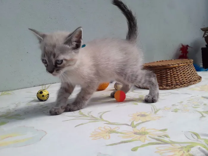 Gato ra a SRD idade Abaixo de 2 meses nome Sem Nome 
