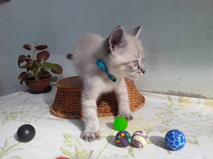 Gato ra a SRD idade Abaixo de 2 meses nome Sem Nome 